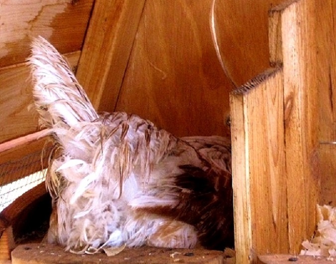 good nest boxes for laying hens