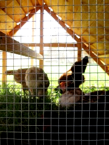 farm chicken coop