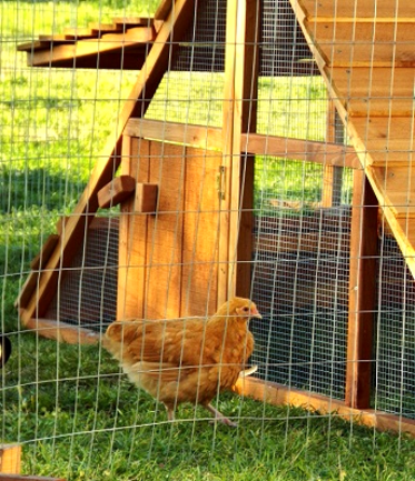 yard sale chicken coop and chickens