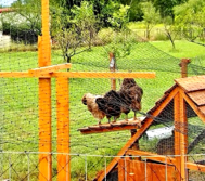 netting fencing made easy chicken yard sale near dallas